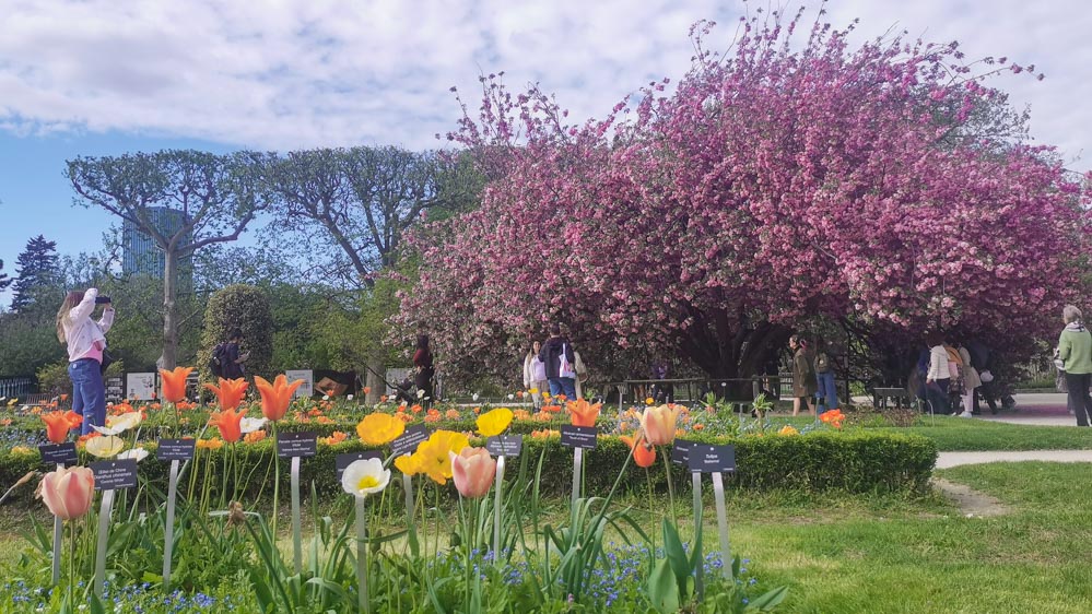 パリ植物園の桜